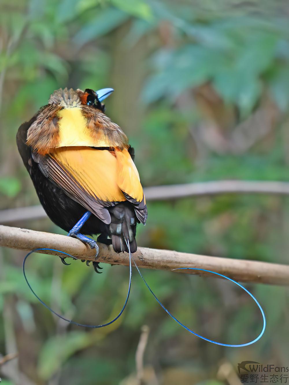 丽色极乐鸟 / Magnificent Bird-of-paradise / Diphyllodes magnificus