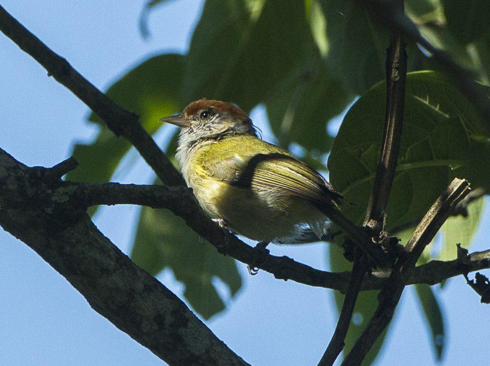 灰眼绿莺雀 / Grey-eyed Greenlet / Hylophilus amaurocephalus