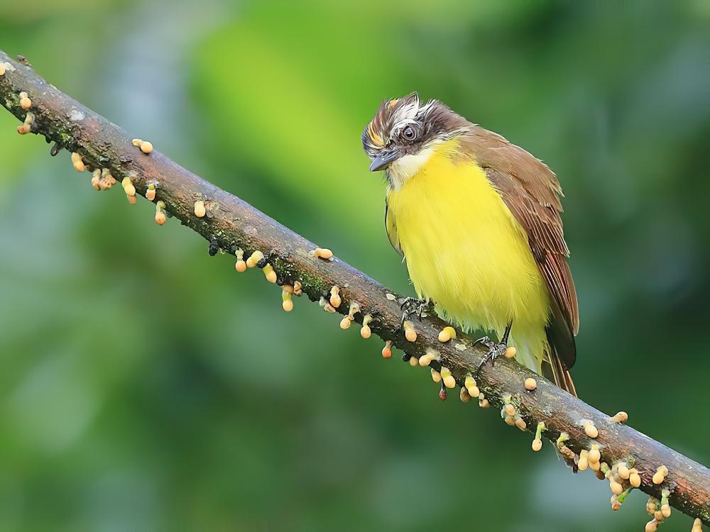 锈边短嘴霸鹟 / Rusty-margined Flycatcher / Myiozetetes cayanensis