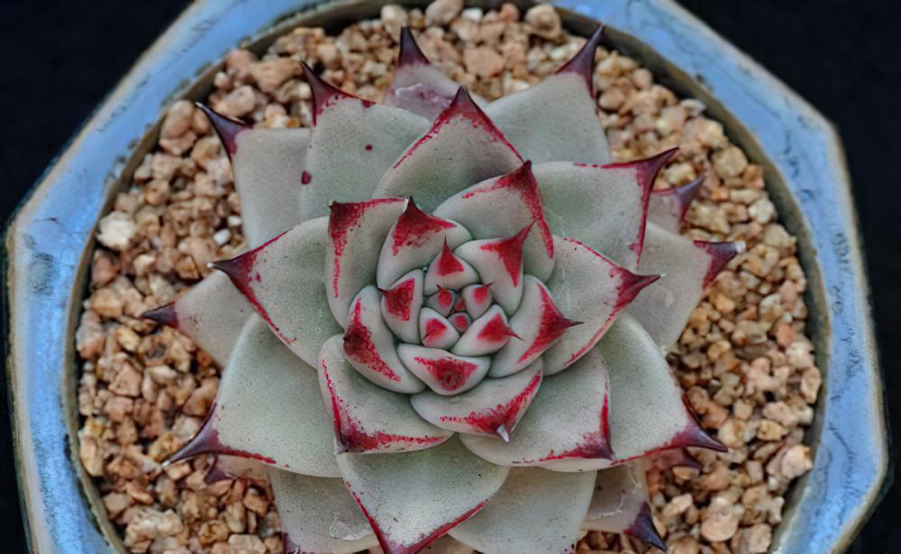 天狼星 Echeveria agavoides ‘Sirius‘