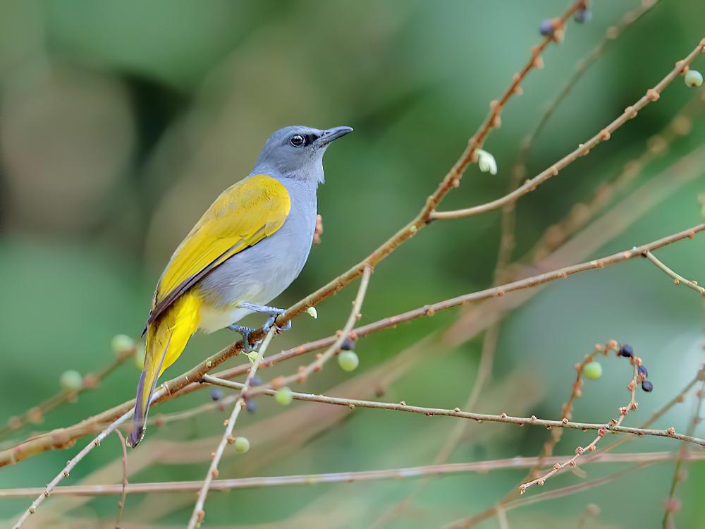 灰腹鹎 / Grey-bellied Bulbul / Ixodia cyaniventris