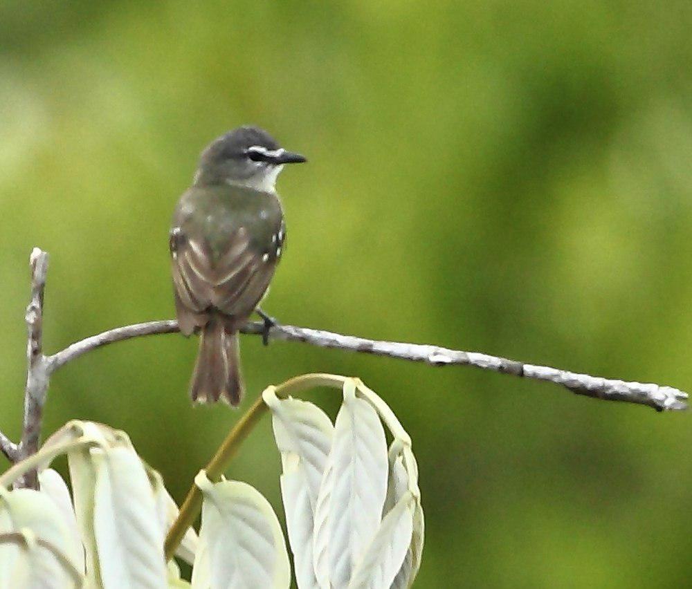 白眼先小霸鹟 / White-lored Tyrannulet / Ornithion inerme