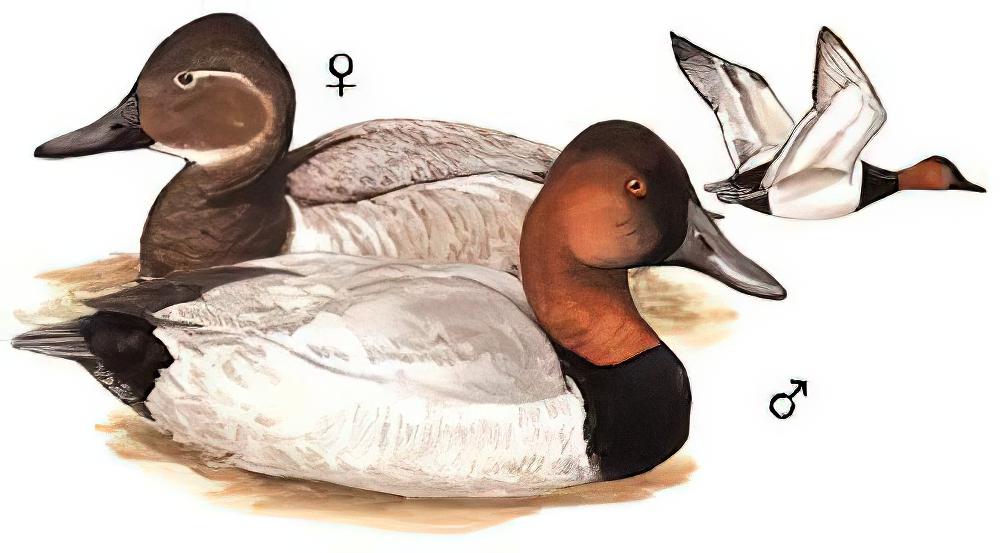 帆背潜鸭 / Canvasback / Aythya valisineria