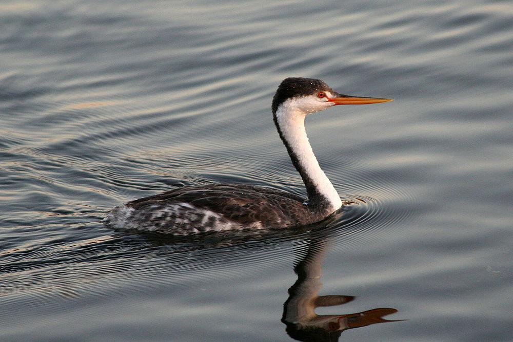 克氏䴙䴘 / Clark\'s Grebe / Aechmophorus clarkii