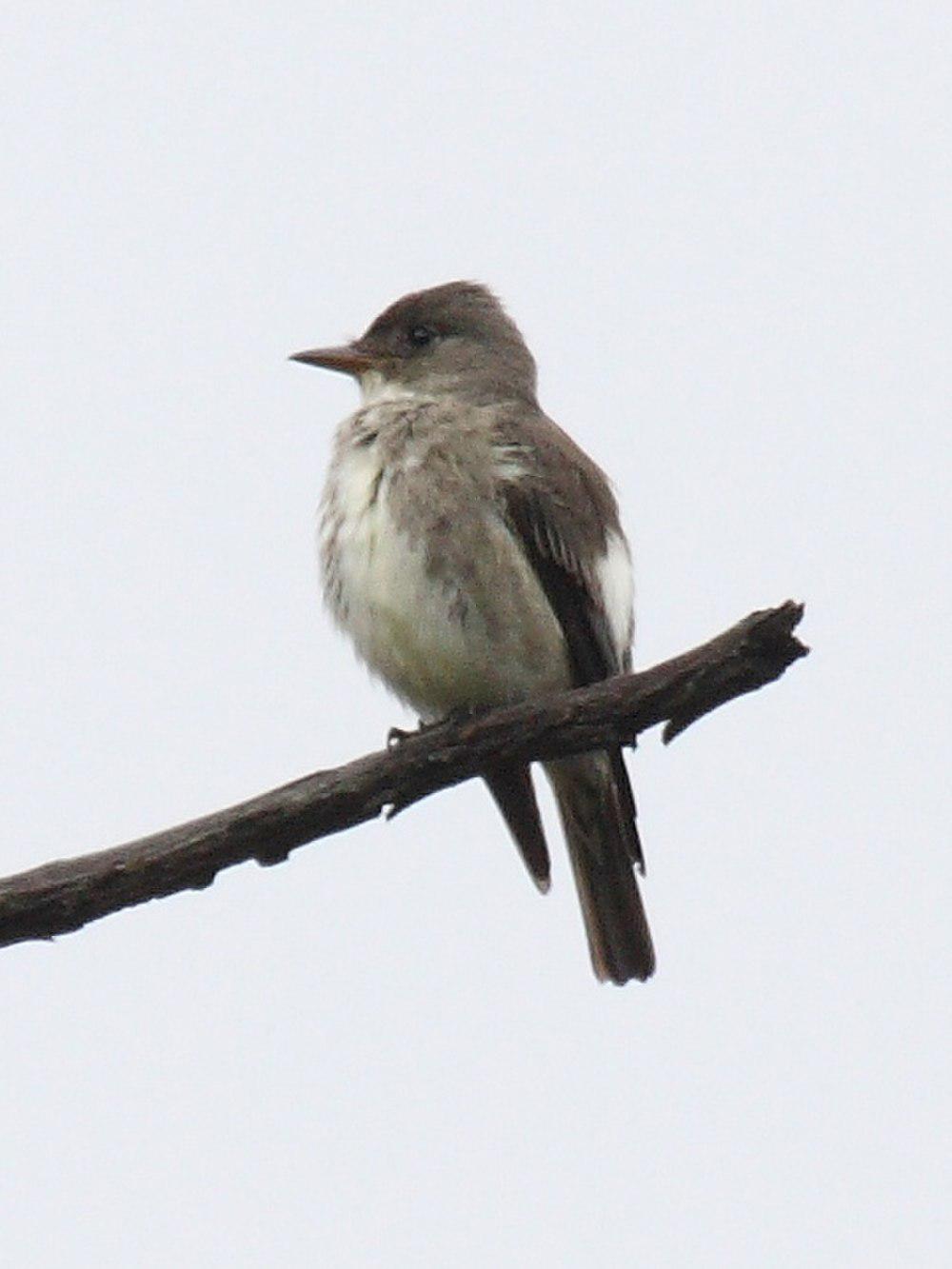 绿胁绿霸鹟 / Olive-sided Flycatcher / Contopus cooperi