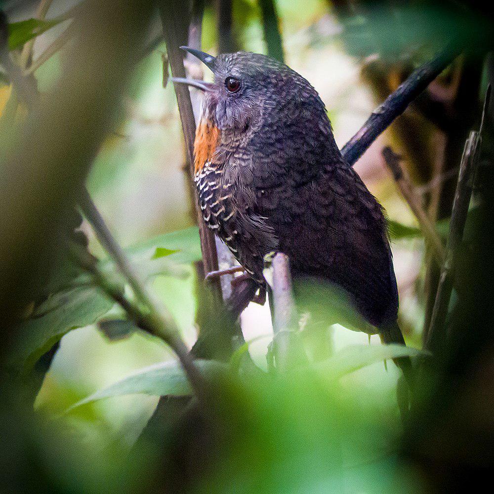 锈喉鹩鹛 / Rusty-throated Wren-Babbler / Spelaeornis badeigularis