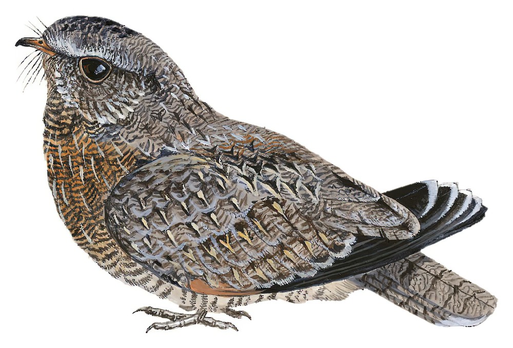 镰翅夜鹰 / Sickle-winged Nightjar / Eleothreptus anomalus