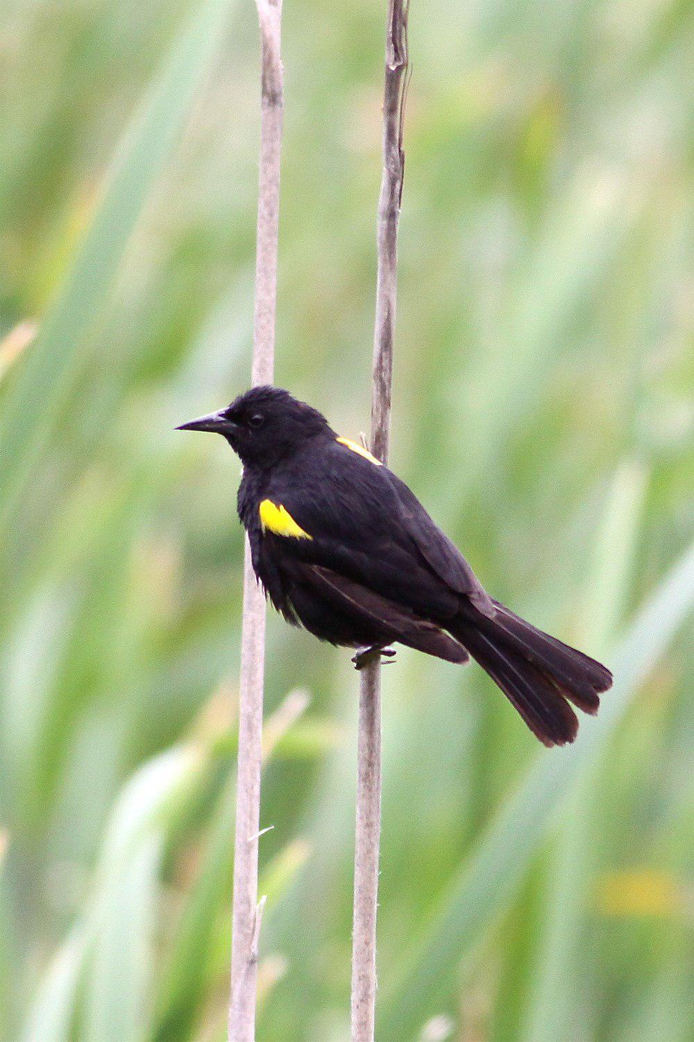 黄翅黑鹂 / Yellow-winged Blackbird / Agelasticus thilius