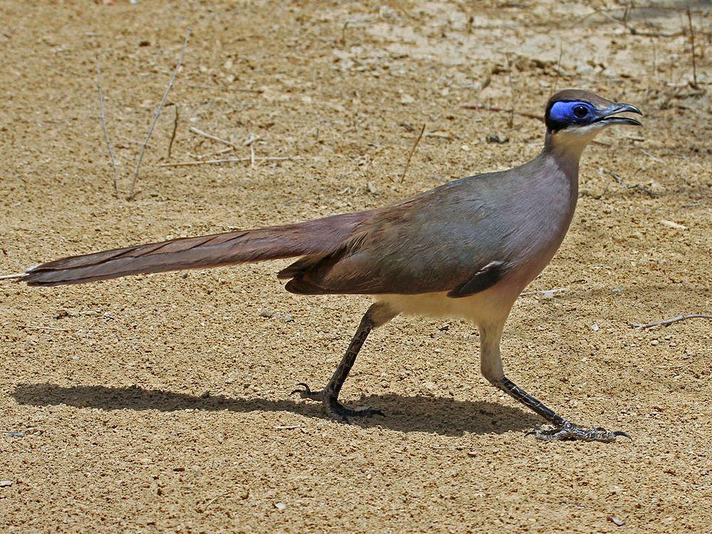 红顶马岛鹃 / Red-capped Coua / Coua ruficeps