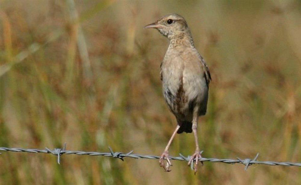 褐鹨莺 / Brown Songlark / Cincloramphus cruralis