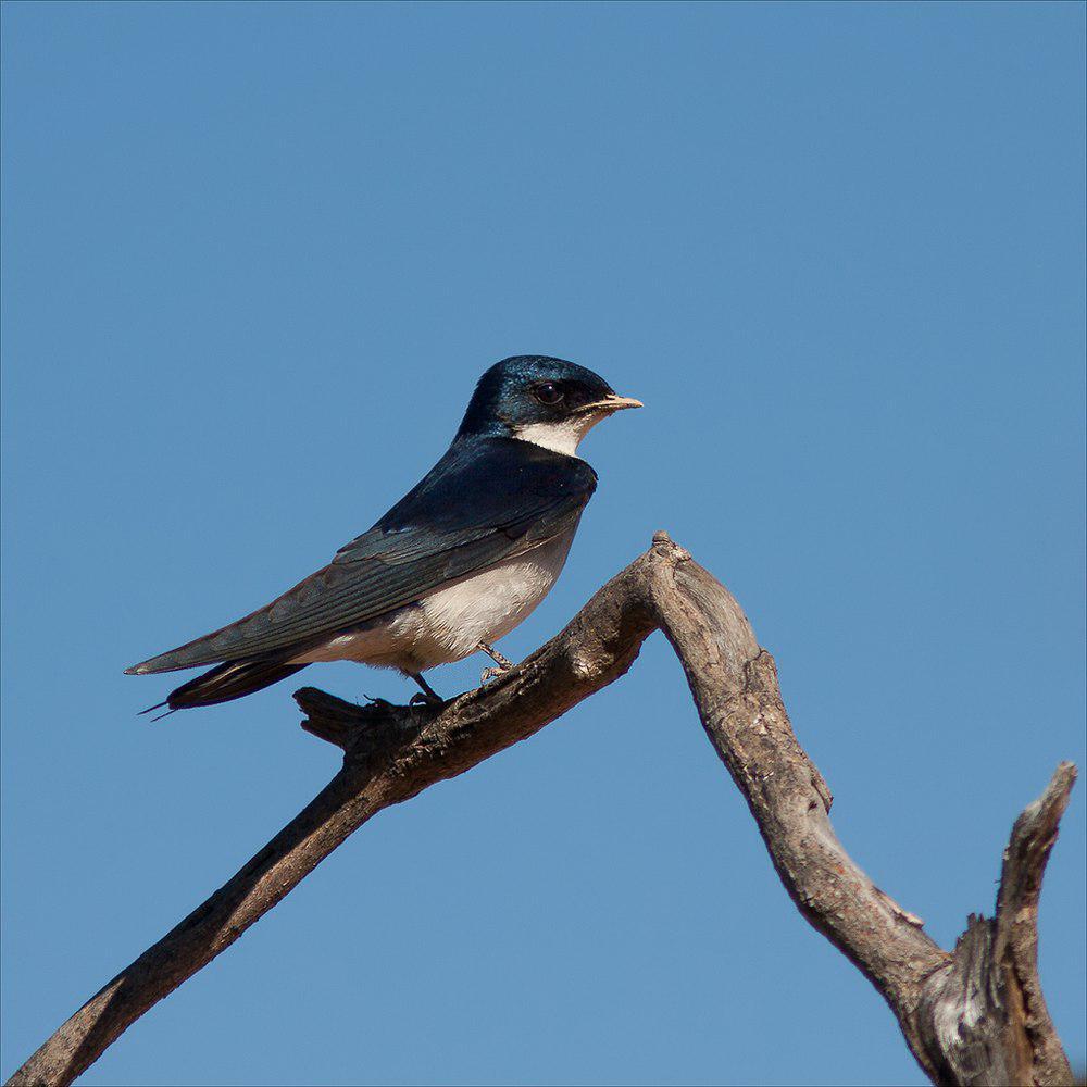 珠胸燕 / Pearl-breasted Swallow / Hirundo dimidiata