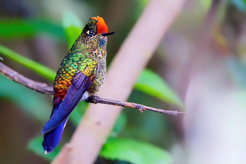 彩须尖嘴蜂鸟 / Rainbow-bearded Thornbill / Chalcostigma herrani