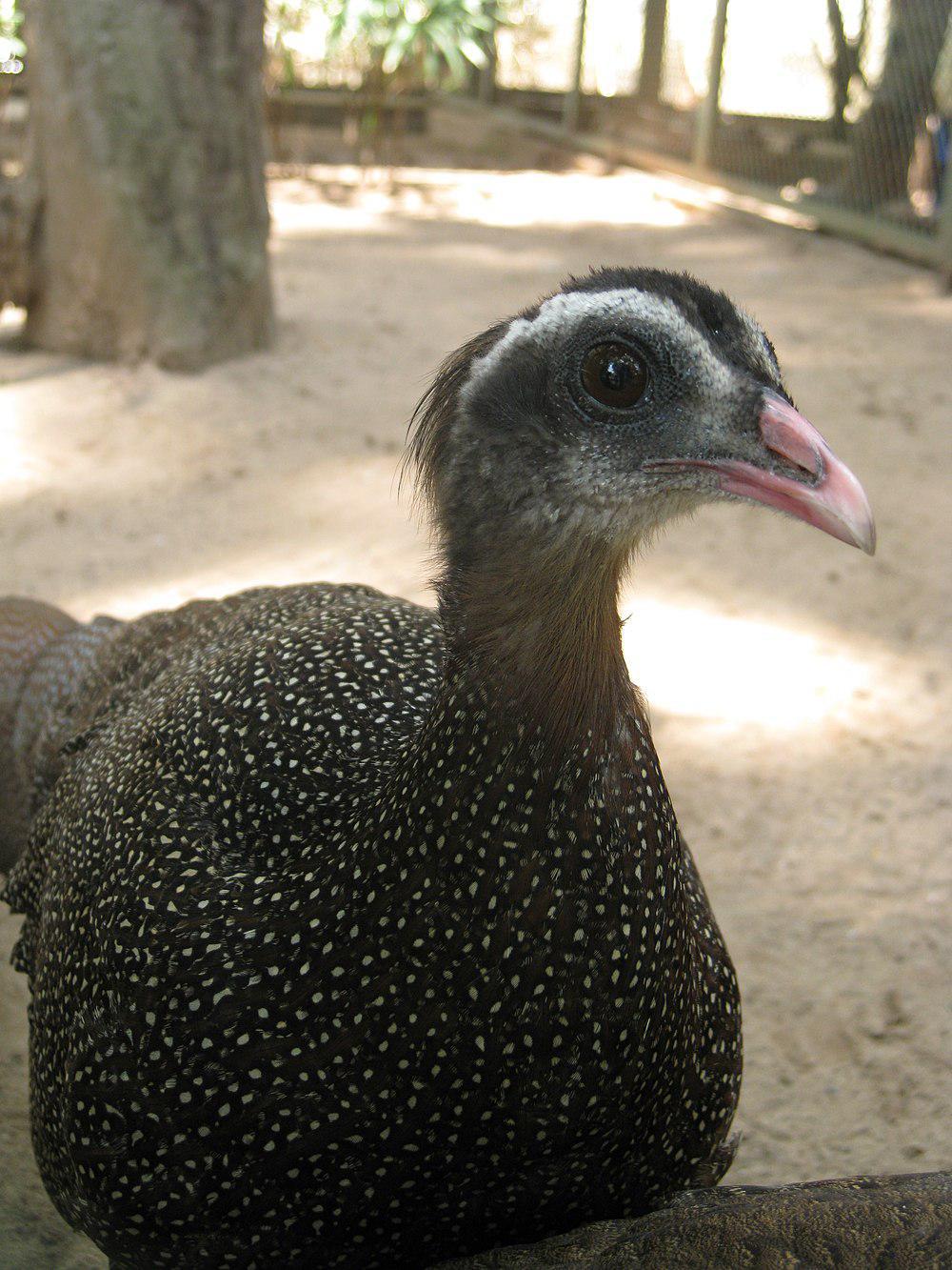 冠眼斑雉 / Vietnamese Crested Argus / Rheinardia ocellata