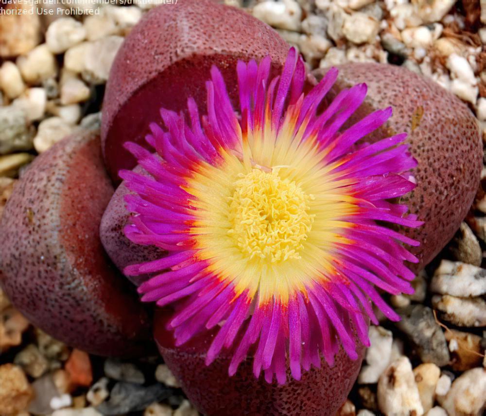 帝玉Pleiospilos nelii