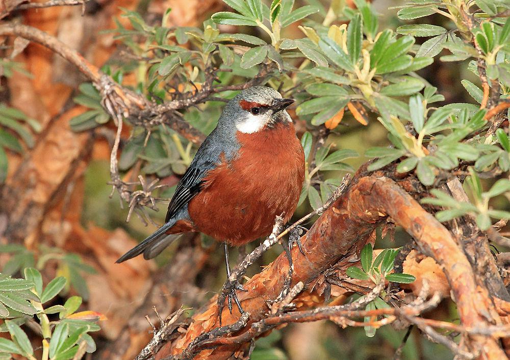 巨锥嘴雀 / Giant Conebill / Conirostrum binghami