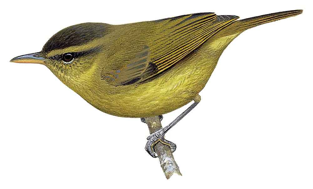 库岛柳莺 / Kolombangara Leaf Warbler / Phylloscopus amoenus