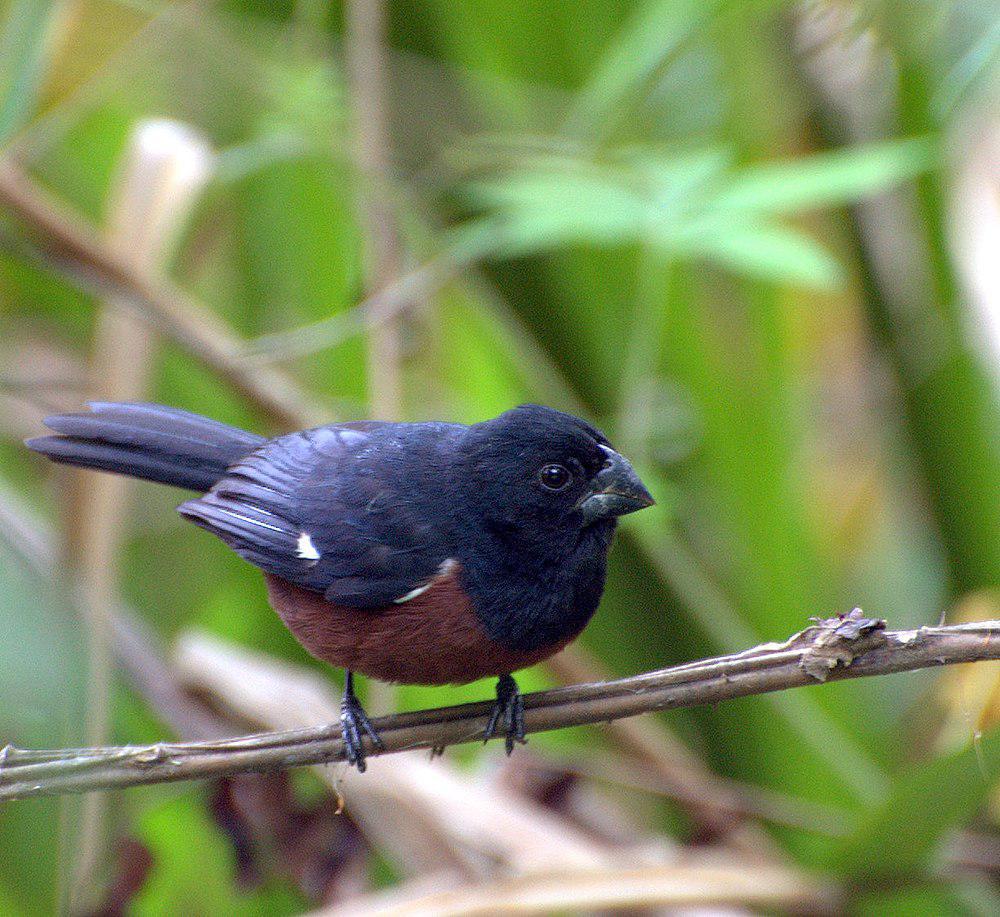 小籽雀 / Chestnut-bellied Seed Finch / Sporophila angolensis