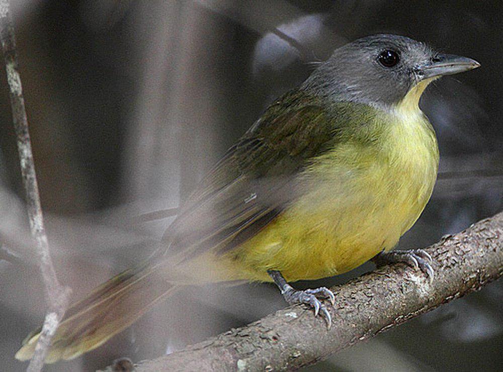 灰头须鹎 / Grey-headed Bristlebill / Bleda canicapillus