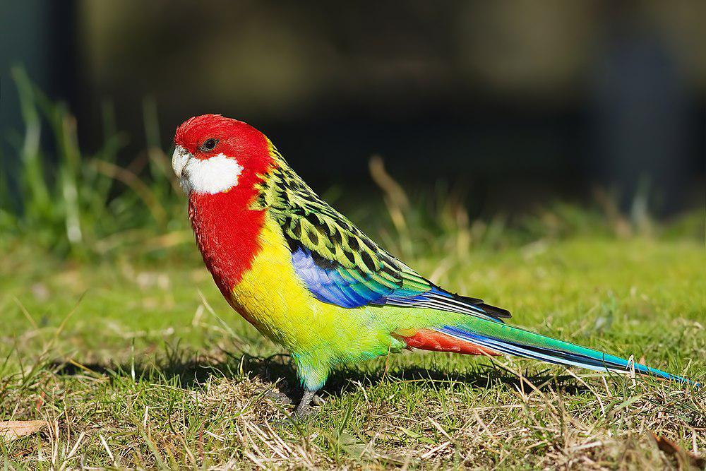 澳东玫瑰鹦鹉 / Eastern Rosella / Platycercus eximius