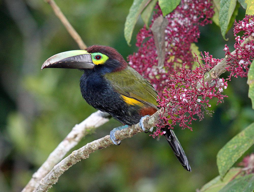 黄耳小巨嘴鸟 / Yellow-eared Toucanet / Selenidera spectabilis