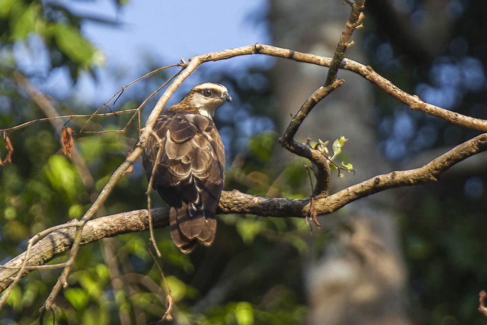 吕宋蜂鹰 / Philippine Honey Buzzard / Pernis steerei