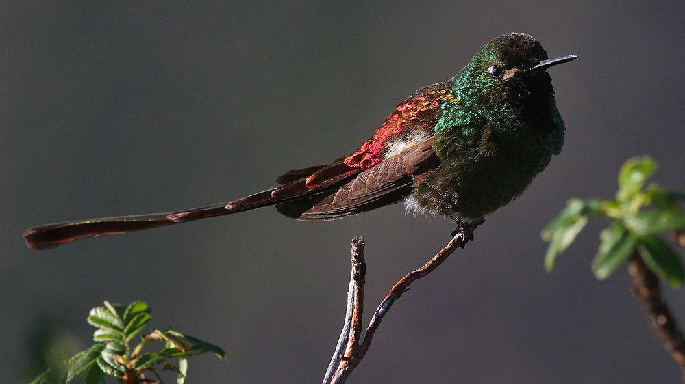 红尾慧星蜂鸟 / Red-tailed Comet / Sappho sparganurus