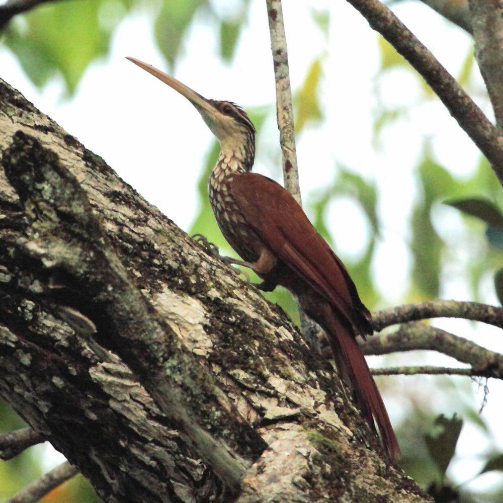 长嘴䴕雀 / Long-billed Woodcreeper / Nasica longirostris