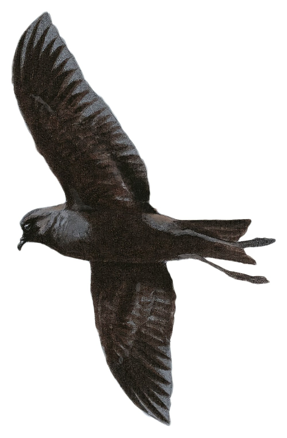 白喉海燕 / Polynesian Storm Petrel / Nesofregetta fuliginosa