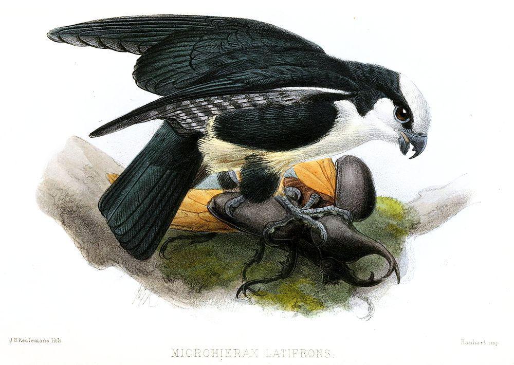 白额小隼 / White-fronted Falconet / Microhierax latifrons