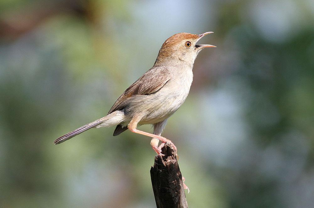 笛声扇尾莺 / Neddicky / Cisticola fulvicapilla