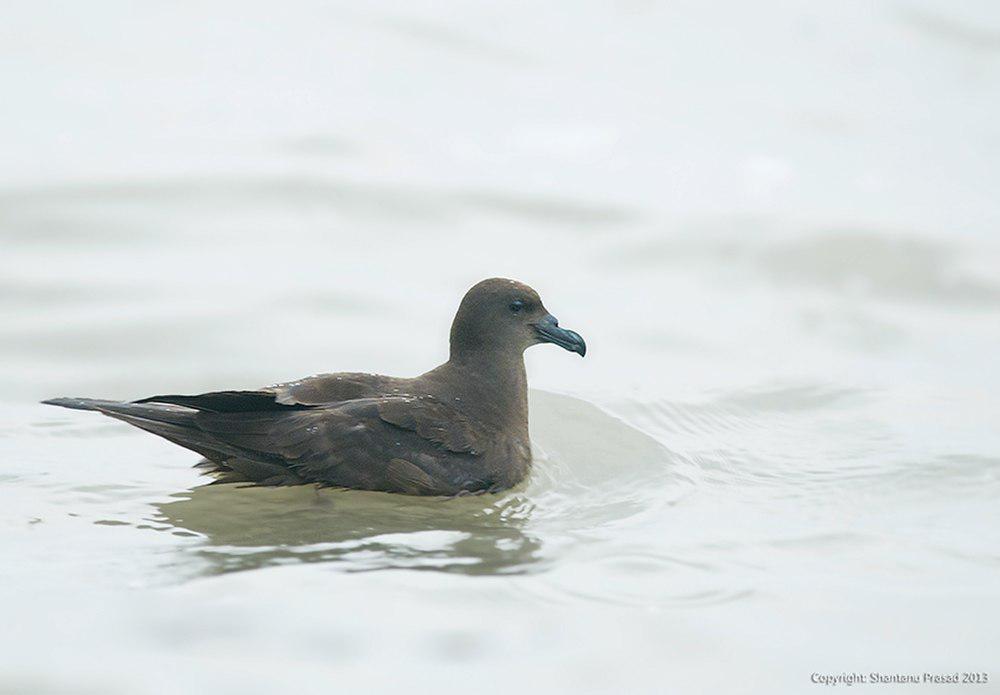 厚嘴燕鹱 / Jouanin\'s Petrel / Bulweria fallax