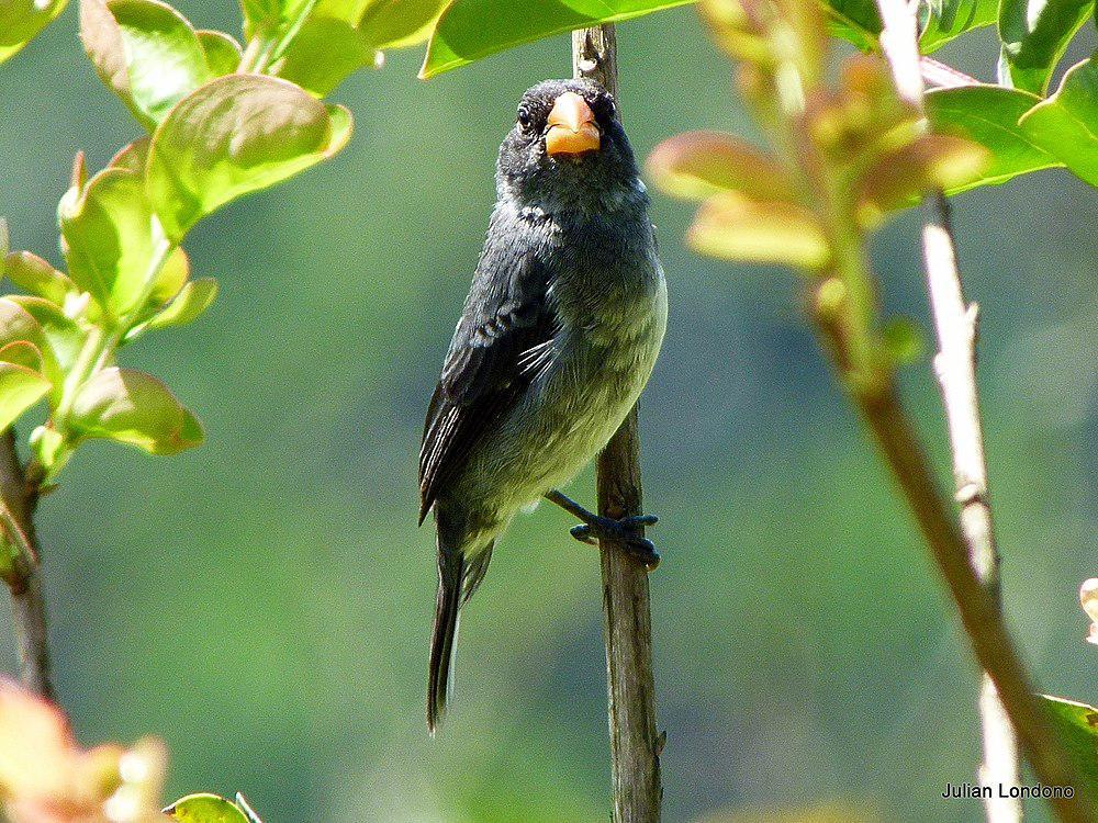 灰食籽雀 / Grey Seedeater / Sporophila intermedia