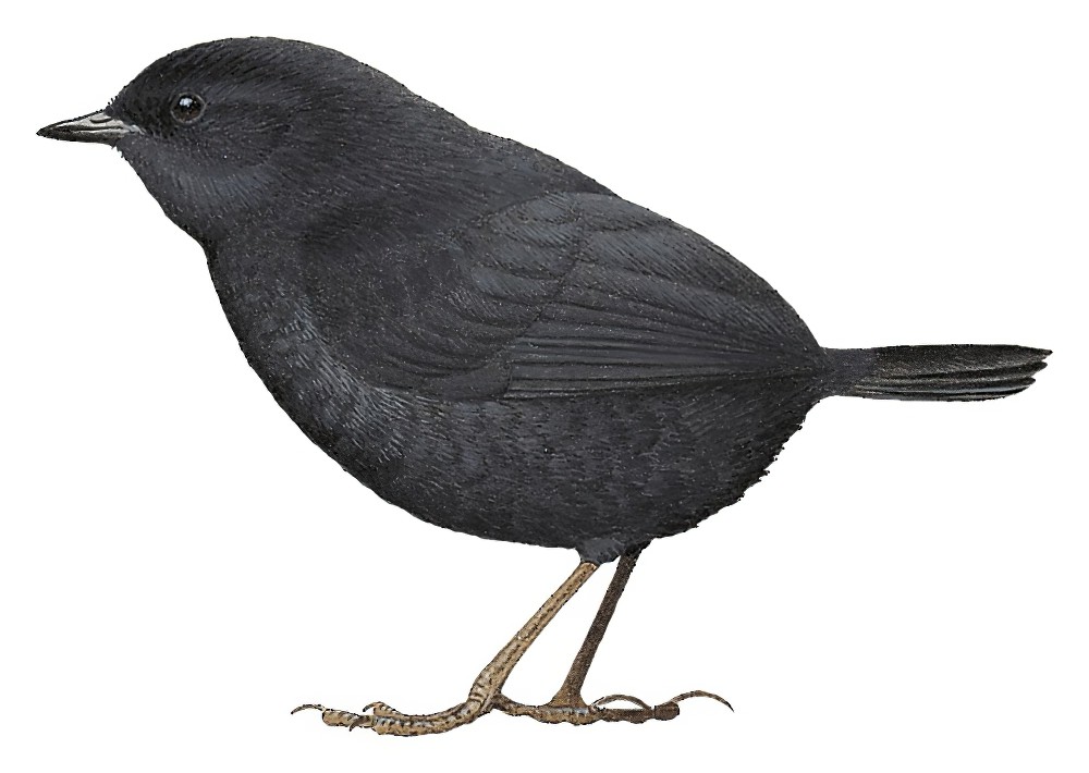 大脚窜鸟 / Large-footed Tapaculo / Scytalopus macropus