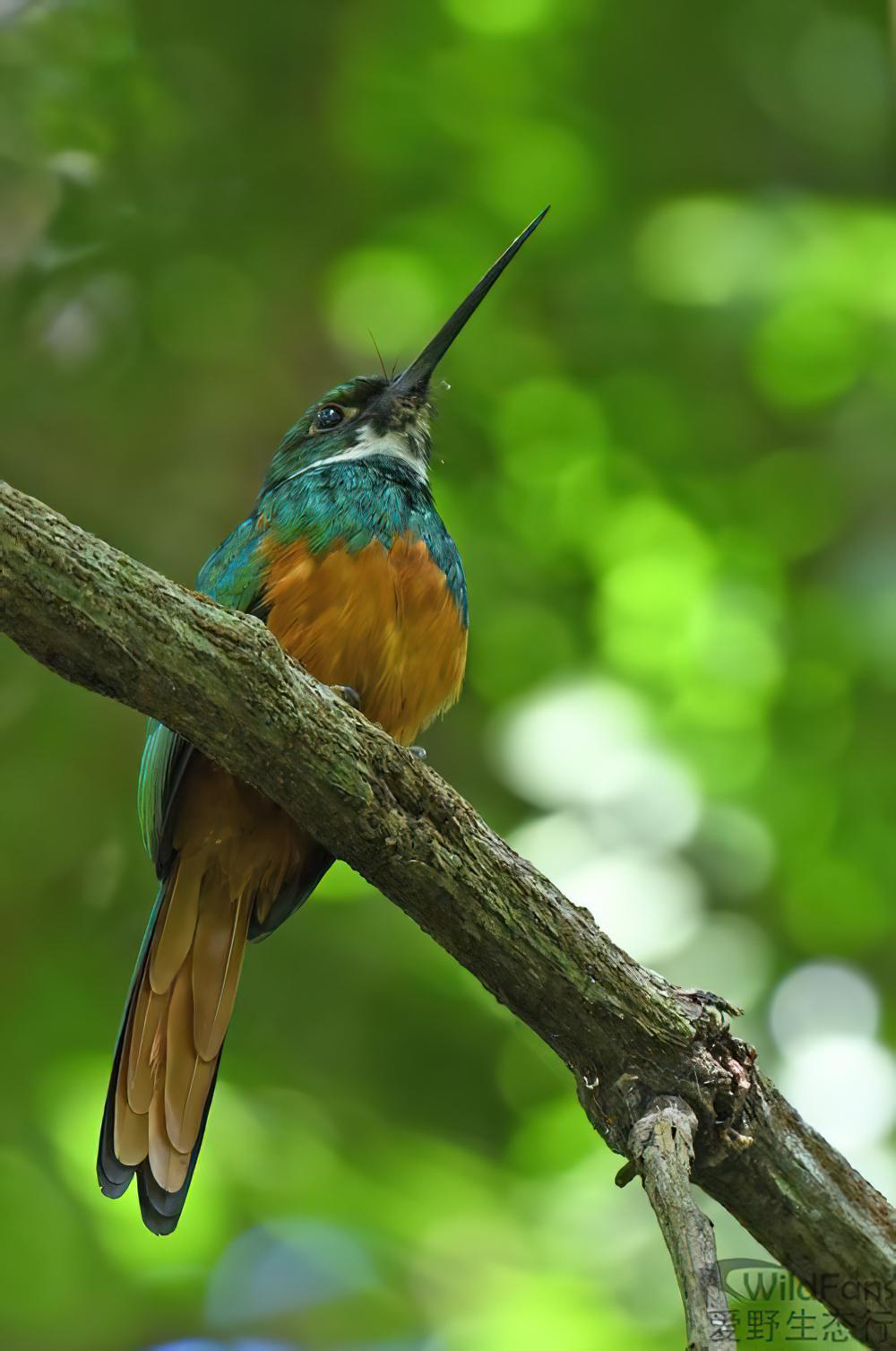 棕尾鹟䴕 / Rufous-tailed Jacamar / Galbula ruficauda