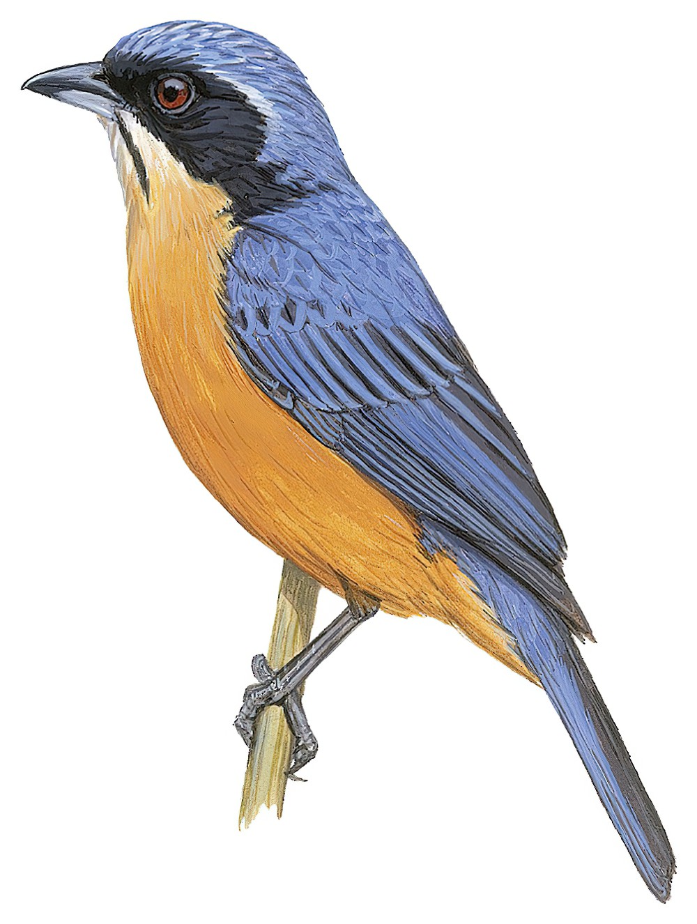 栗腹唐纳雀 / Chestnut-bellied Mountain Tanager / Dubusia castaneoventris