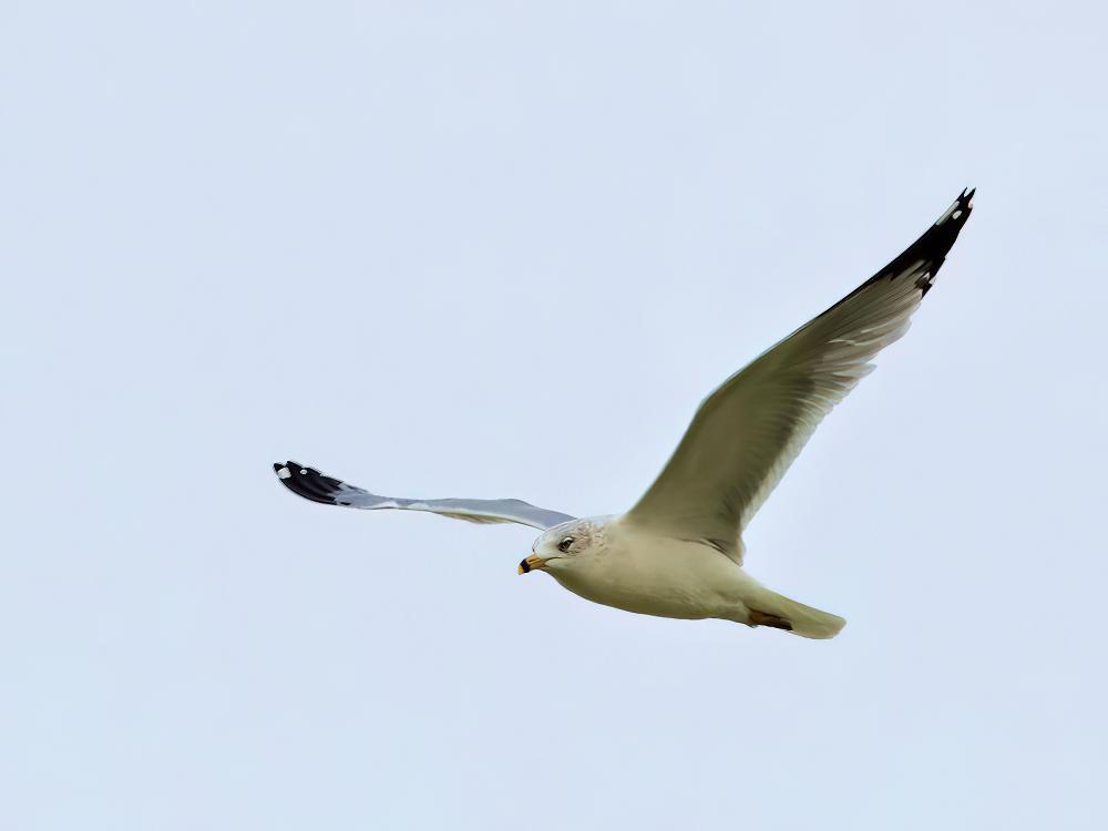 环嘴鸥 / Ring-billed Gull / Larus delawarensis