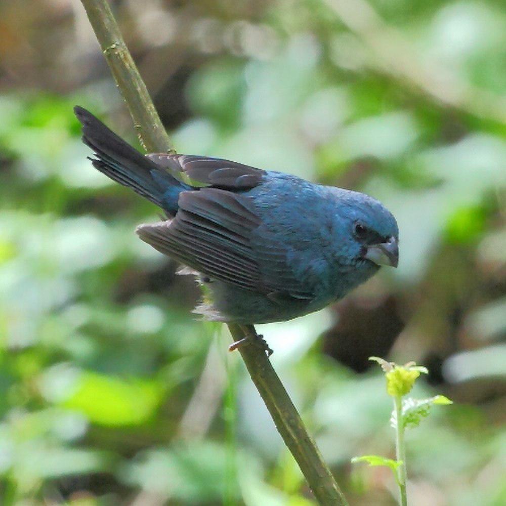 蓝大彩鹀 / Glaucous-blue Grosbeak / Cyanoloxia glaucocaerulea