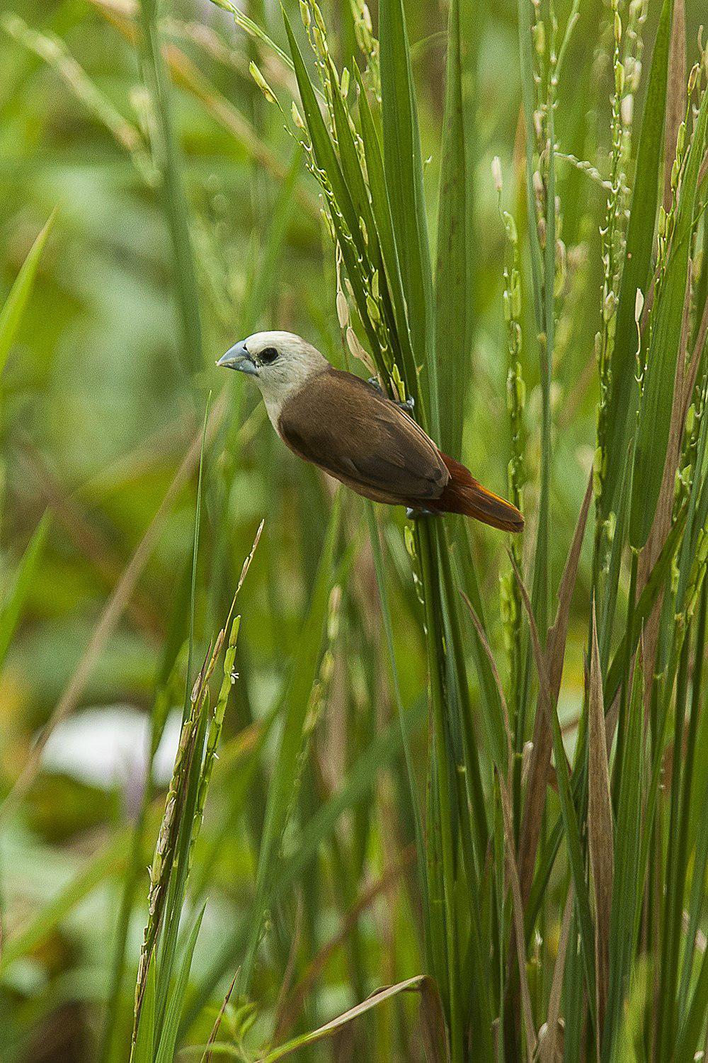 淡色文鸟 / Pale-headed Munia / Lonchura pallida