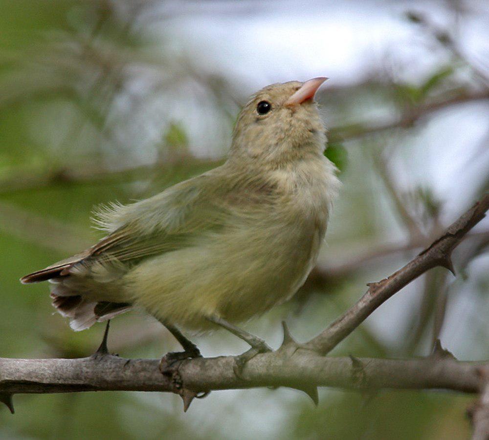 淡嘴啄花鸟 / Pale-billed Flowerpecker / Dicaeum erythrorhynchos