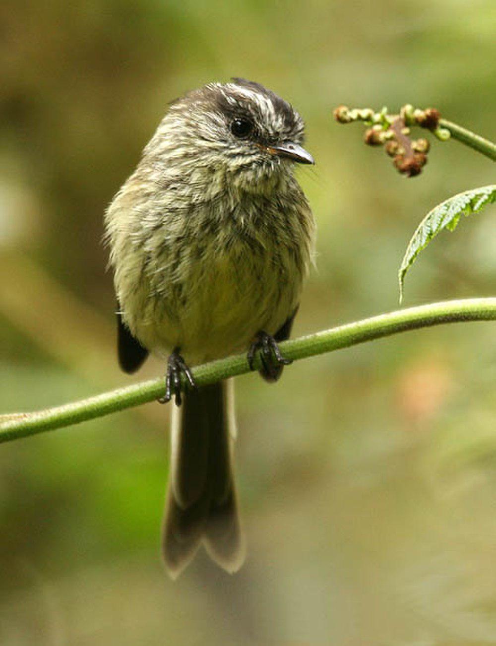 敏雀霸鹟 / Agile Tit-Tyrant / Uromyias agilis