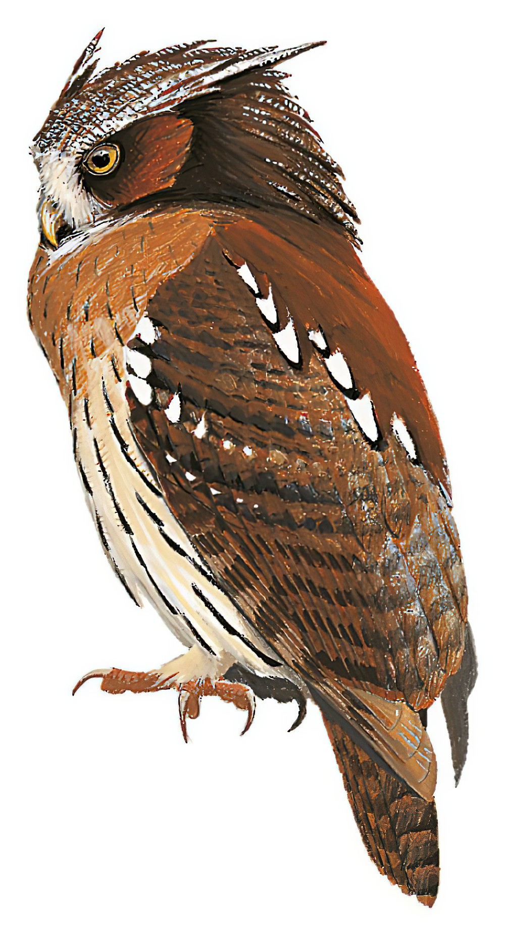 鬃鸮 / Maned Owl / Jubula lettii