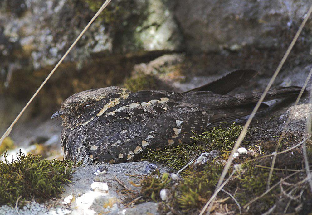 灰头夜鹰 / Montane Nightjar / Caprimulgus poliocephalus