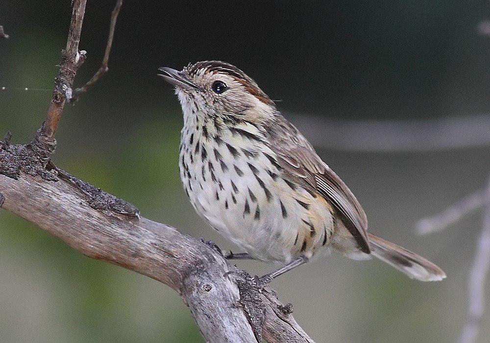 斑刺莺 / Speckled Warbler / Pyrrholaemus sagittatus