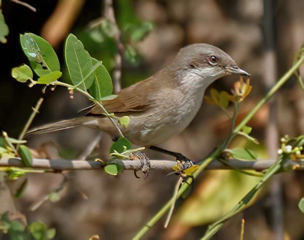 休氏白喉林莺 / Hume\'s Whitethroat / Curruca althaea