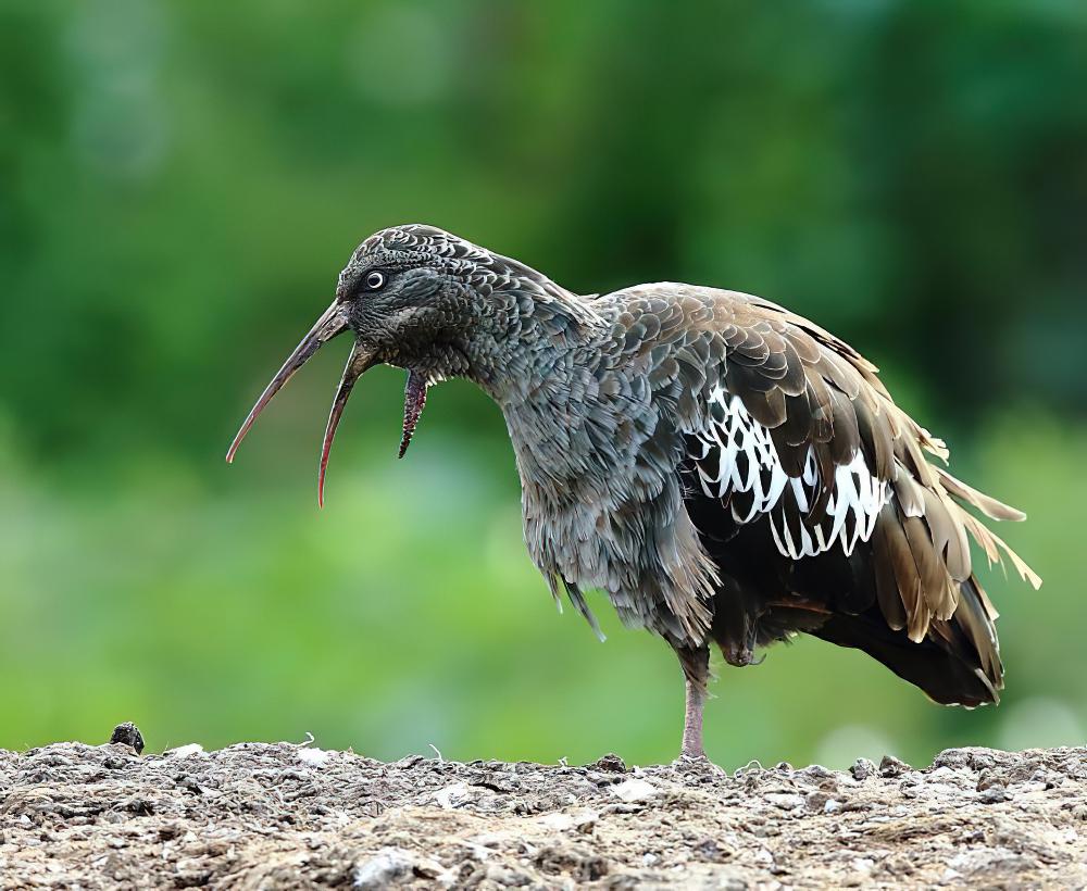 肉垂鹮 / Wattled Ibis / Bostrychia carunculata