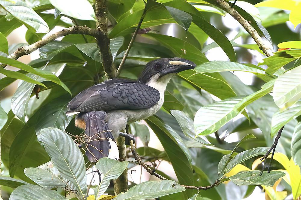 斯里兰卡灰犀鸟 / Sri Lanka Grey Hornbill / Ocyceros gingalensis