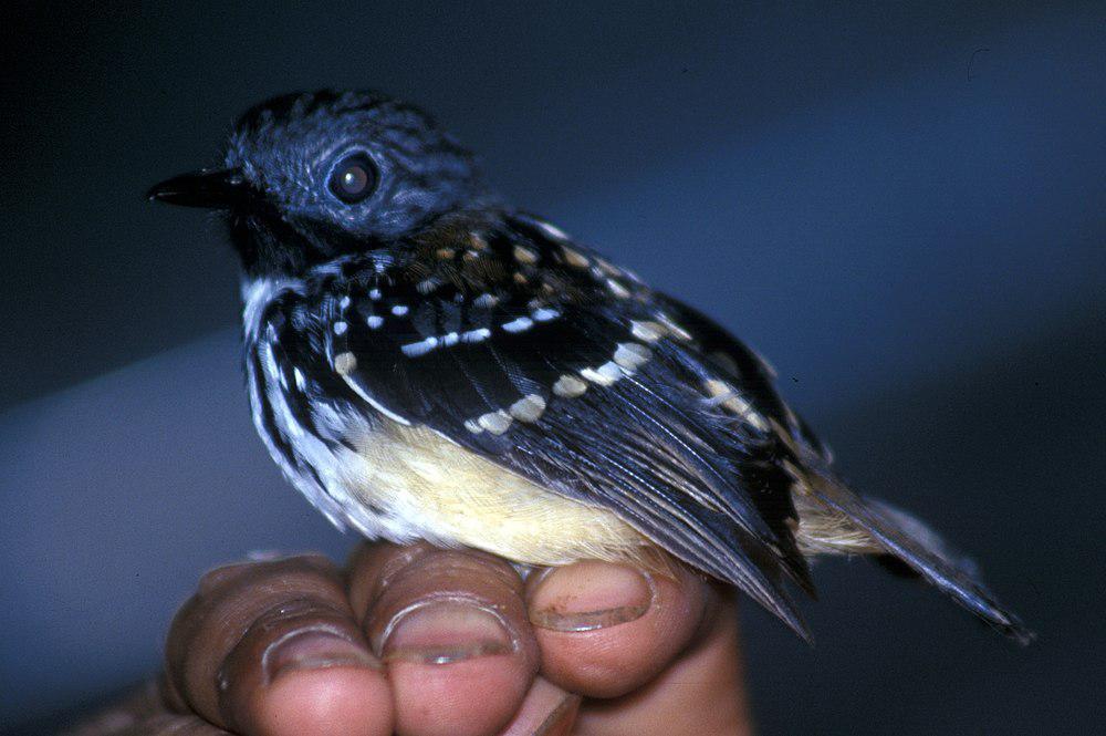 斑背蚁鸟 / Spot-backed Antbird / Hylophylax naevius