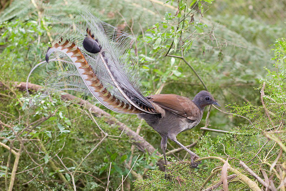 华丽琴鸟 / Superb Lyrebird / Menura novaehollandiae