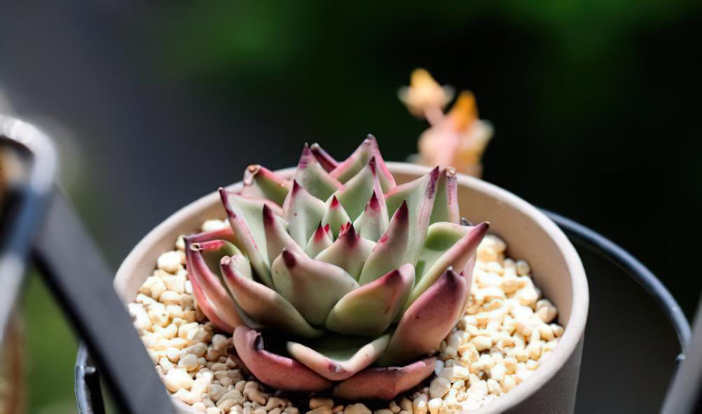 天狼星 Echeveria agavoides ‘Sirius‘