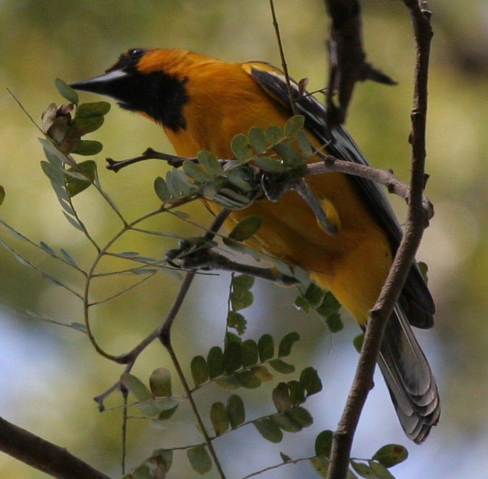 红头拟鹂 / Streak-backed Oriole / Icterus pustulatus